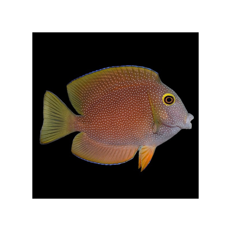 Ctenochaetus Truncatus (M) |Coralandfishstore.nl