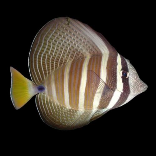 Zebrasoma Veliferum (S)