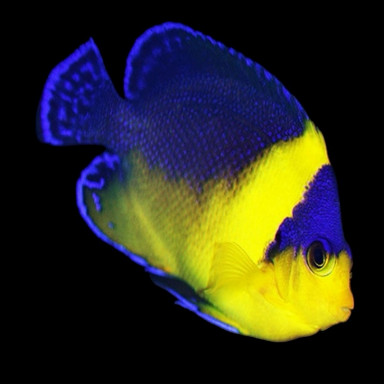 Centropyge venusta