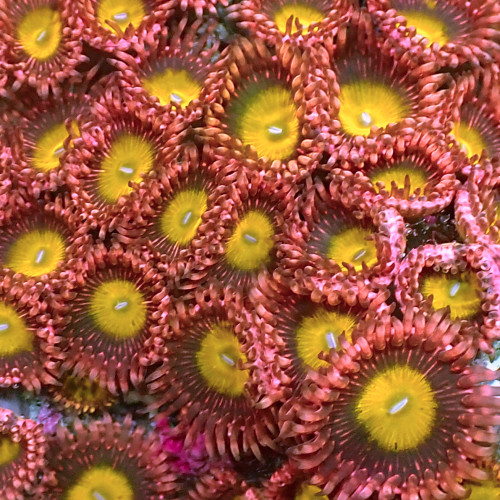Zoanthus Makassar Polyps...