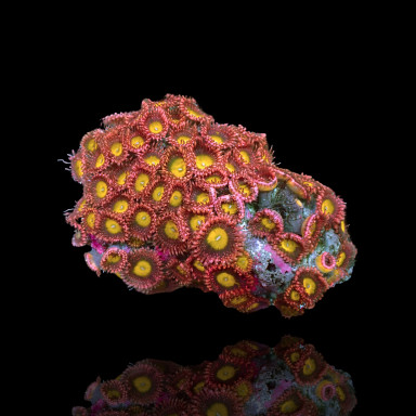Zoanthus Makassar Polyps...