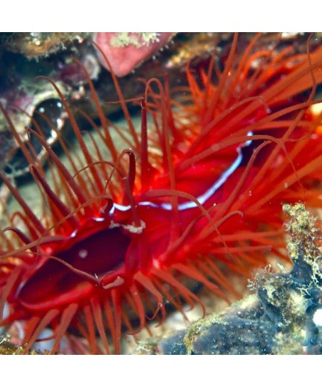  Lima Orientalis 
