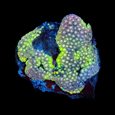 wysiwyg – Goniopora, sehr seltene Farbe, etwa 6 x 7,5 cm
