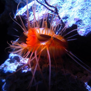  Lima Scabra 