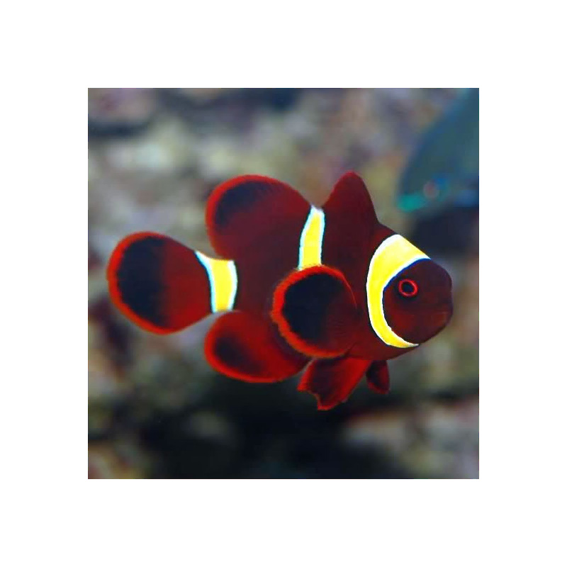 Premnas Epigramma gold stripe M Premnas Epigramma gold stripe M