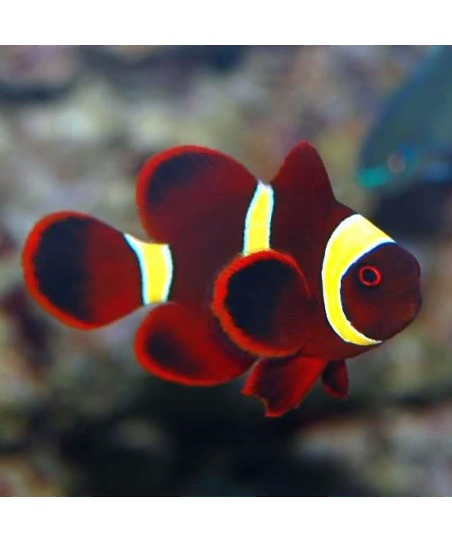 Premnas Epigramma gold stripe M