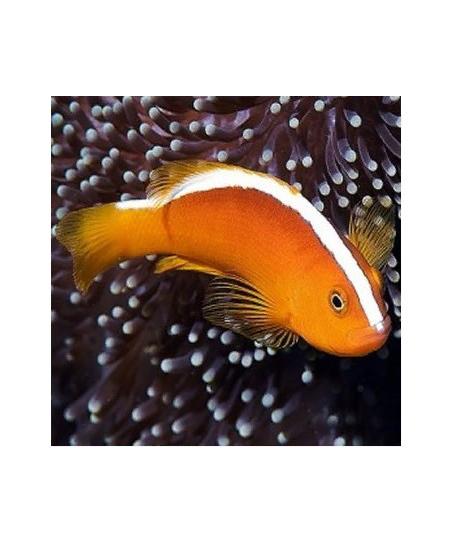 Amphiprion Akallopisos M