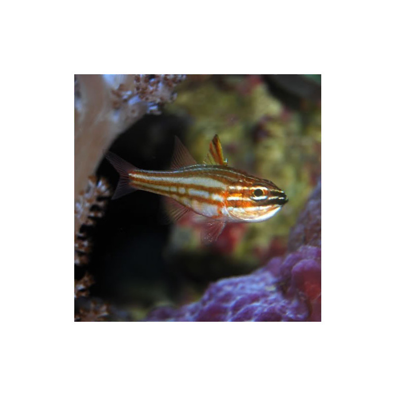 apogon margaritophorus apogon margaritophorus