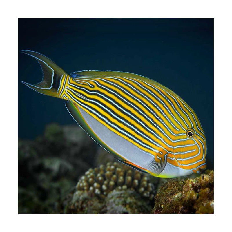 acanthurus lineatus L acanthurus lineatus L