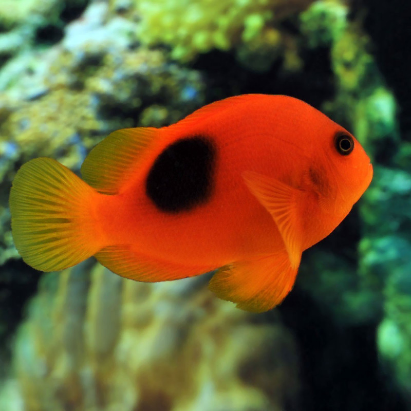Amphiprion Ephippium M Amphiprion Ephippium M