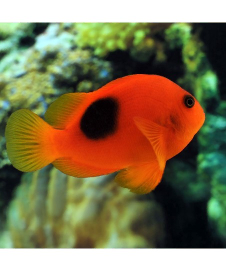 Amphiprion Ephippium M