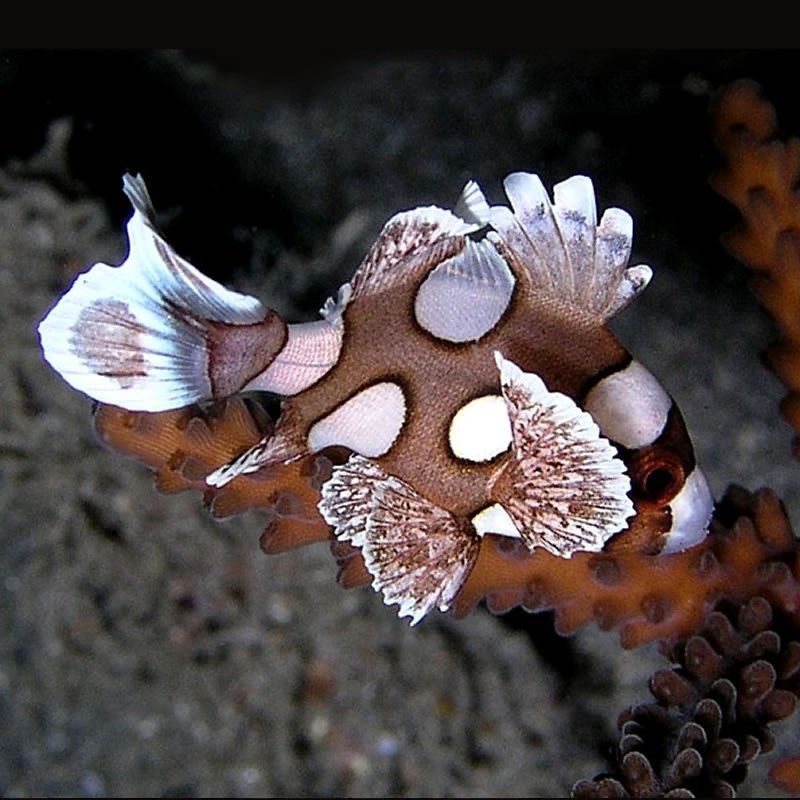 Plectorhinchus Chaetodonoides M 4 7cm Plectorhinchus Chaetodonoides M 4 7cm