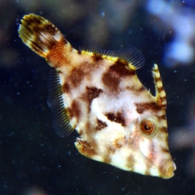 Acreichthys Tomentosus - Seegras-Feilenfisch