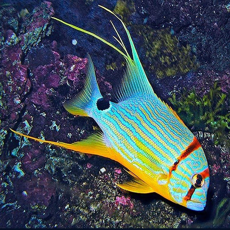 symphorichthys spilurus S symphorichthys spilurus S