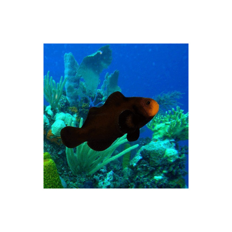 Amphiprion ocellaris midnight Amphiprion ocellaris midnight