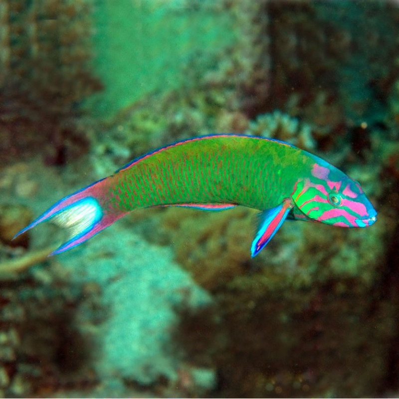 Thalassoma Lunare M Thalassoma Lunare M