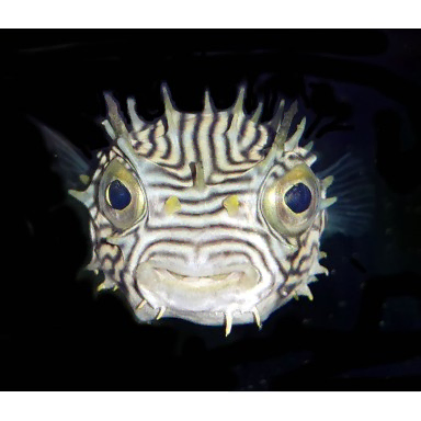 Chilomycterus schoepfi