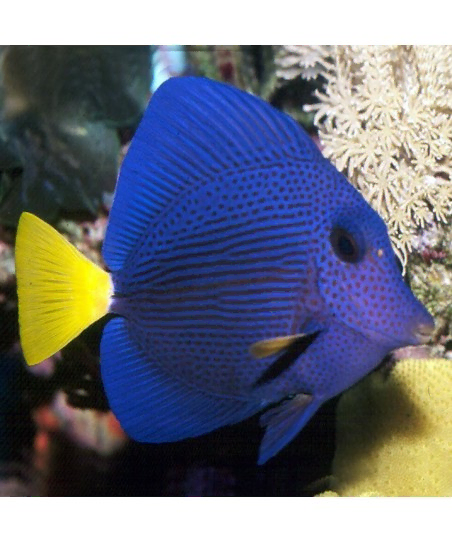 zebrasoma xanthurum M
