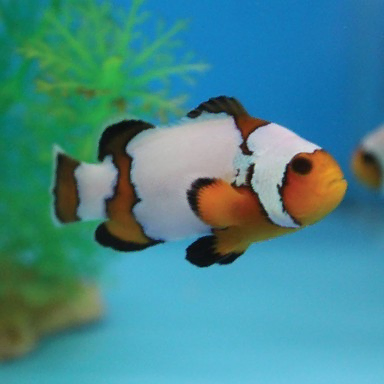 amphiprion occelaris Snowflake