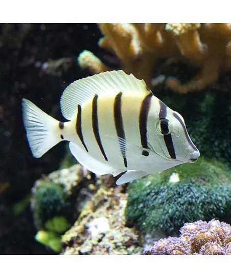 Acanthurus Triostegus M