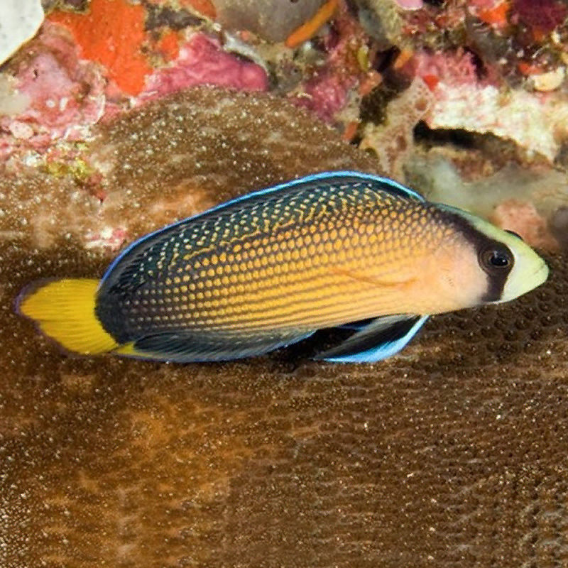 pseudochromis splendens pseudochromis splendens