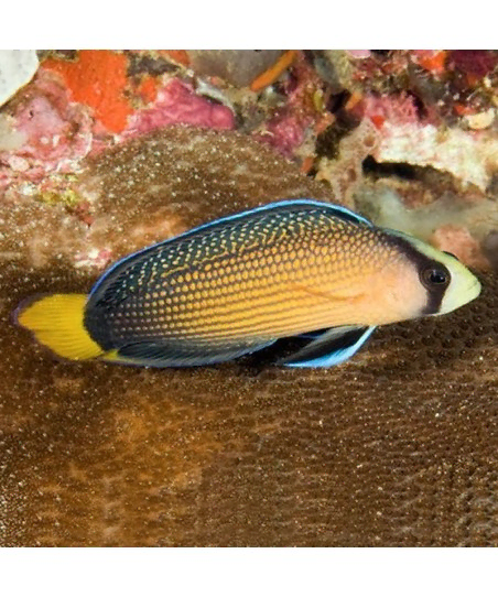 pseudochromis splendens