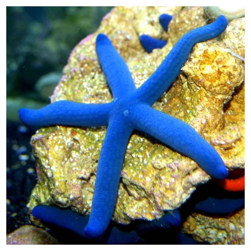 linckia laevigata (L)
