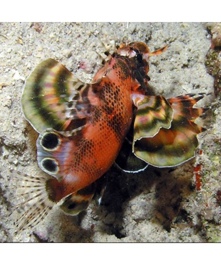 Dendrochirus Biocellatus