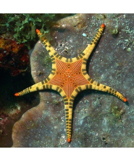Iconaster longimanus