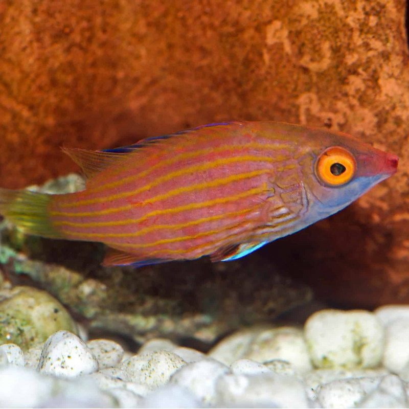 Pseudocheilinops Ataenia Pseudocheilinops Ataenia