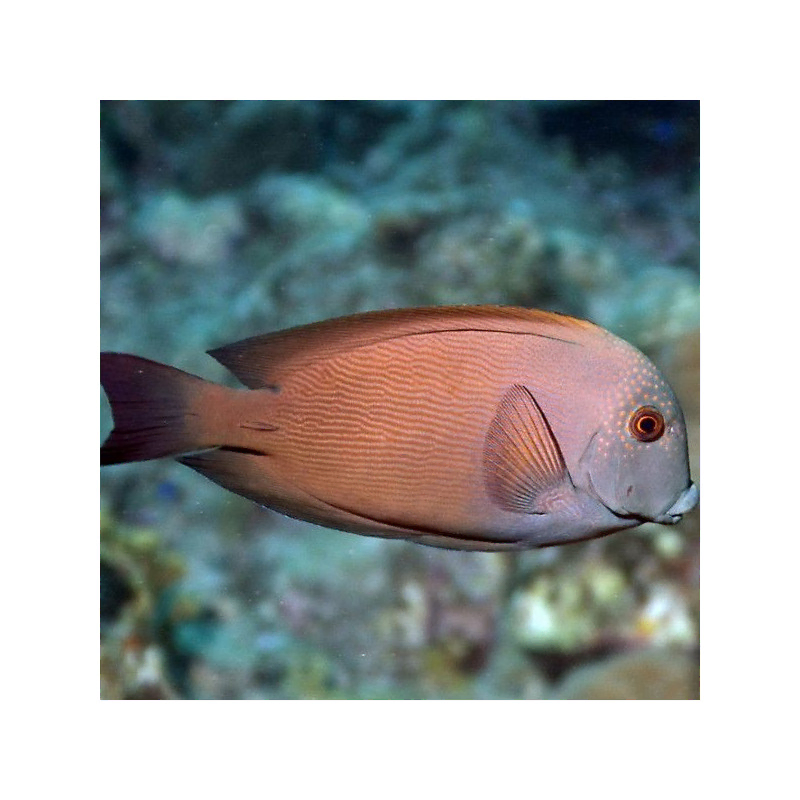 ctenochaetus striatus M ctenochaetus striatus M
