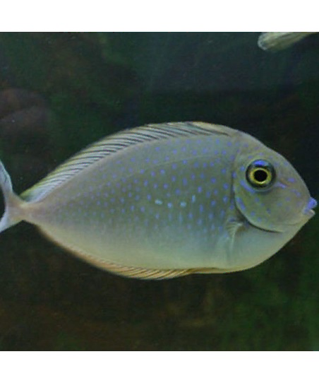 Naso Brevirostris M