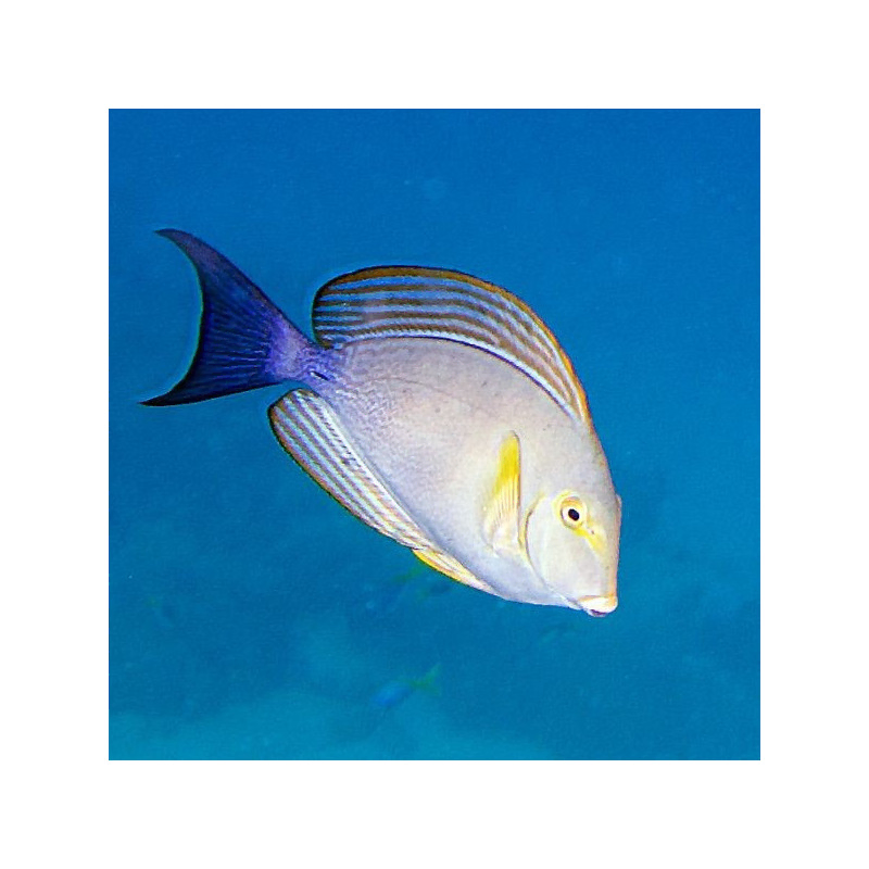 acanthurus xanthopterus L acanthurus xanthopterus L