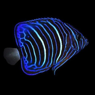 Pomacanthus Annularis M