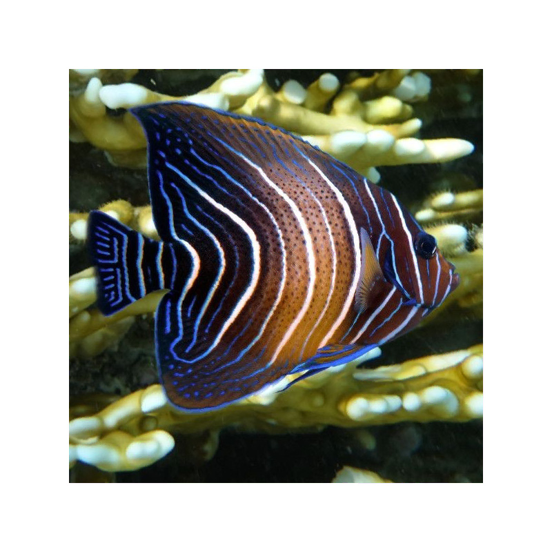 pomacanthus semicirculatus M pomacanthus semicirculatus M