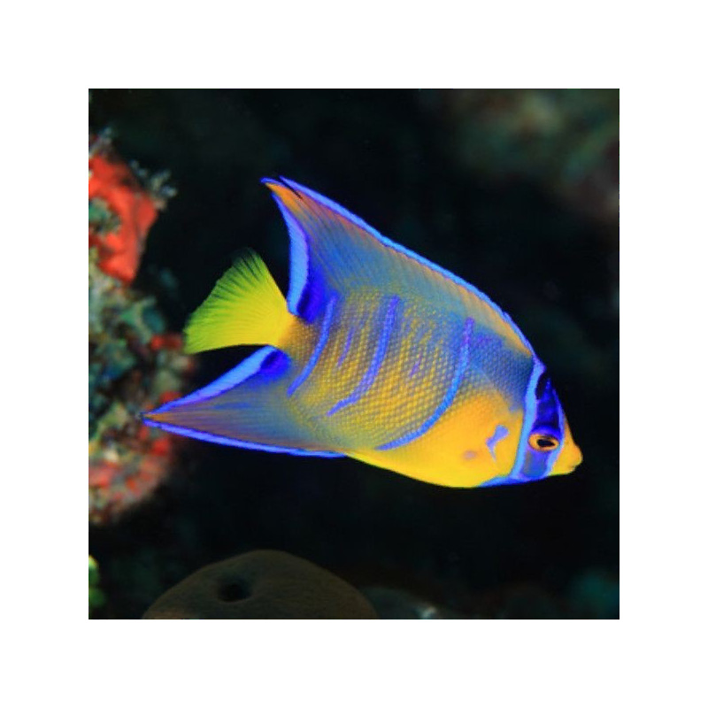 holacanthus ciliaris M holacanthus ciliaris M