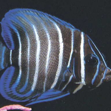 pomacanthus sexstriatus M