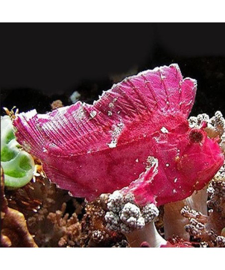 taenianotus triacanthus