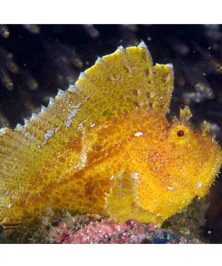 taenianotus triacanthus