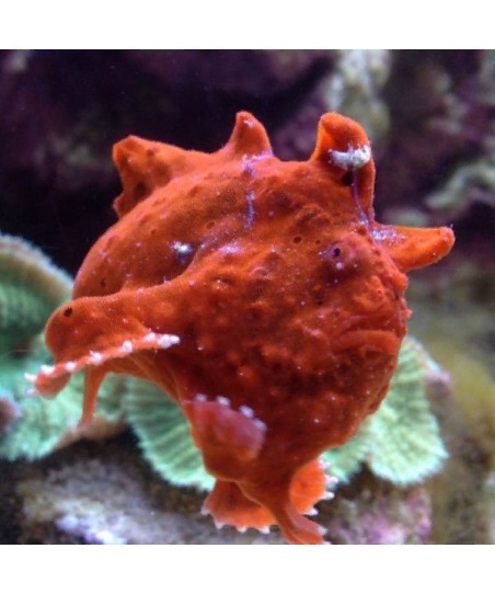 antennarius sp