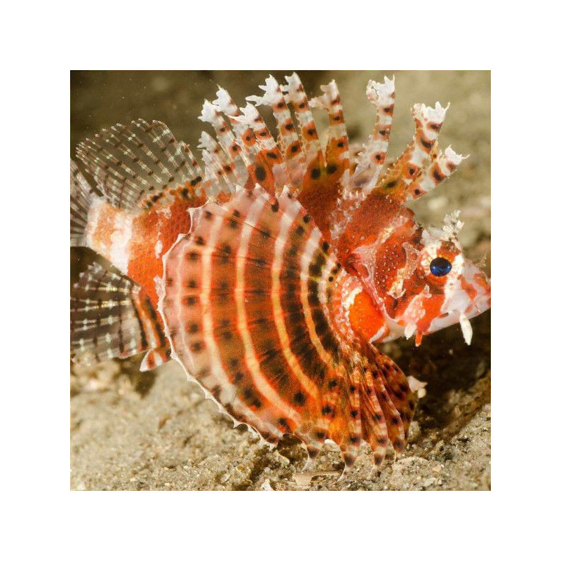dendrochirus brachypterus M dendrochirus brachypterus M