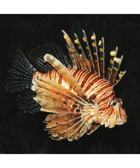 pterois miles M
