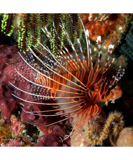 Pterois Antennata M