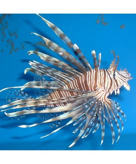 Pterois Volitans (M)