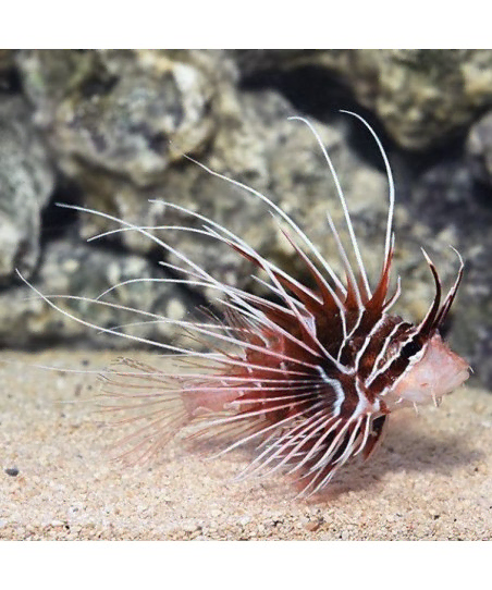 Pterois Radiata M