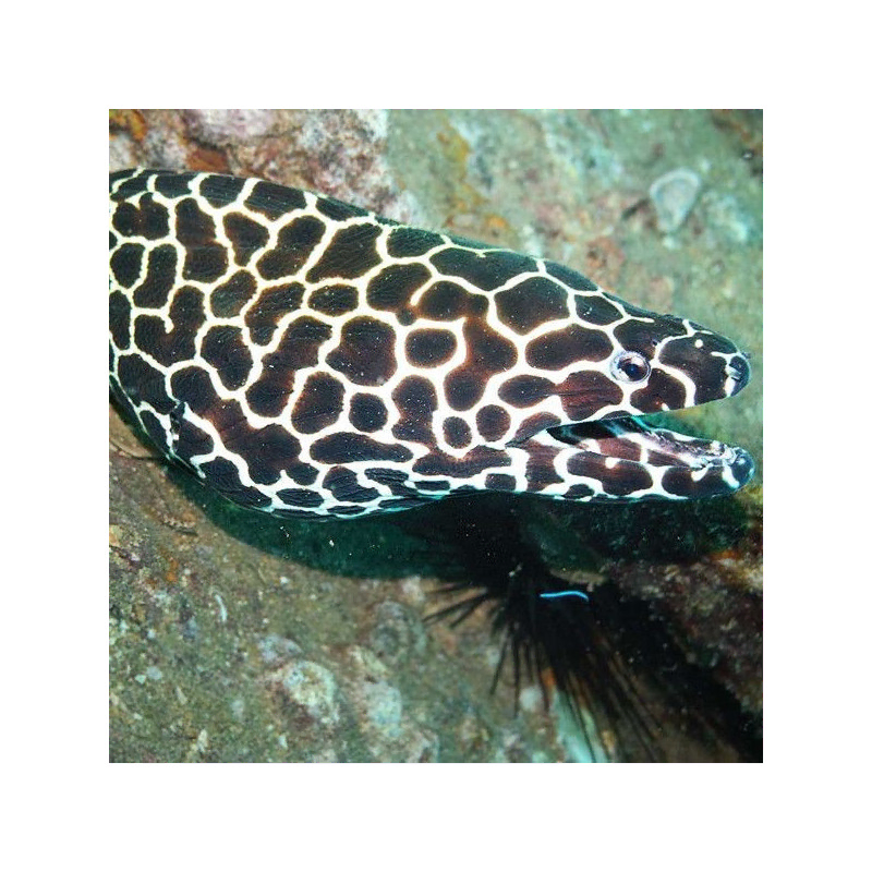 gymnothorax favagineus S gymnothorax favagineus S