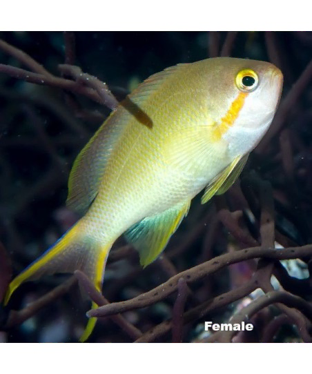 pseudanthias hutchi