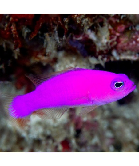 Pictichromis Porphyrea
