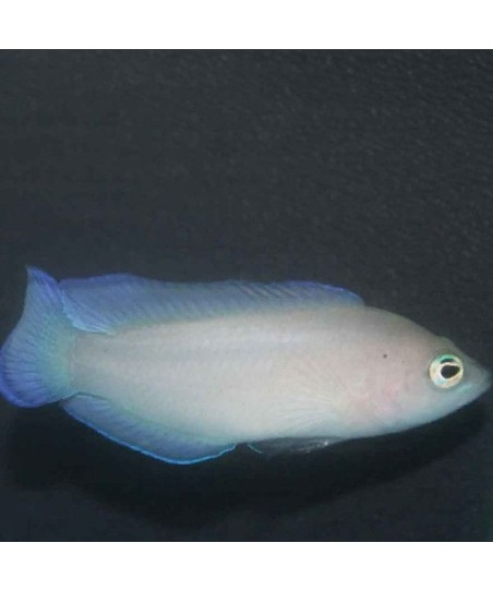 pseudoplesiops typus