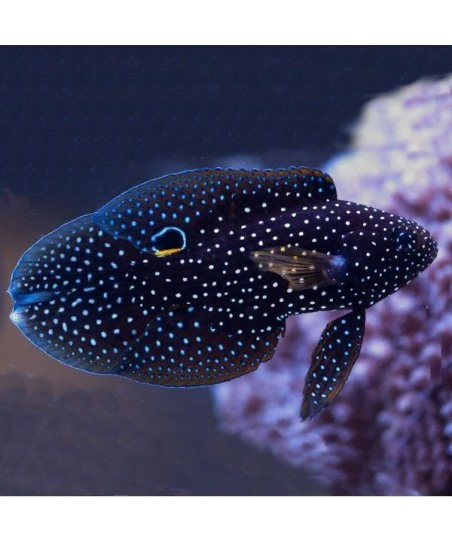 Calloplesiops Altivelis S